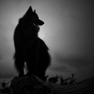 Silhouette of WolfCub Belgian Sheepdog against the sky.jpg